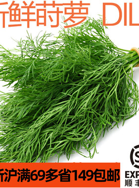 新鲜莳萝250g 刁草 DILL 西餐料理北欧风味香草  淡茴香味偏甜
