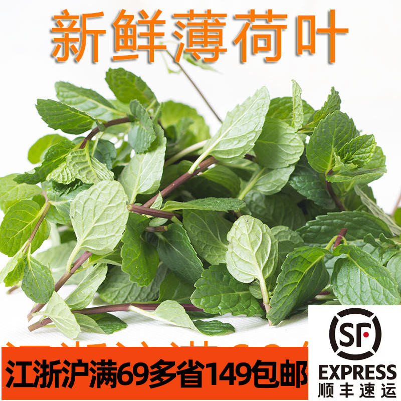 新鲜mintleaves泡水装盘薄荷叶