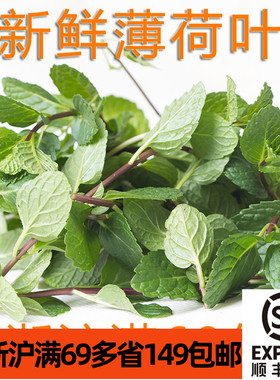 薄荷叶新鲜食用卜荷叶 留兰香 Mint leaves 泡水 调酒 佐菜装盘