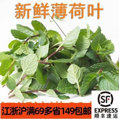 新鲜mintleaves泡水装盘薄荷叶
