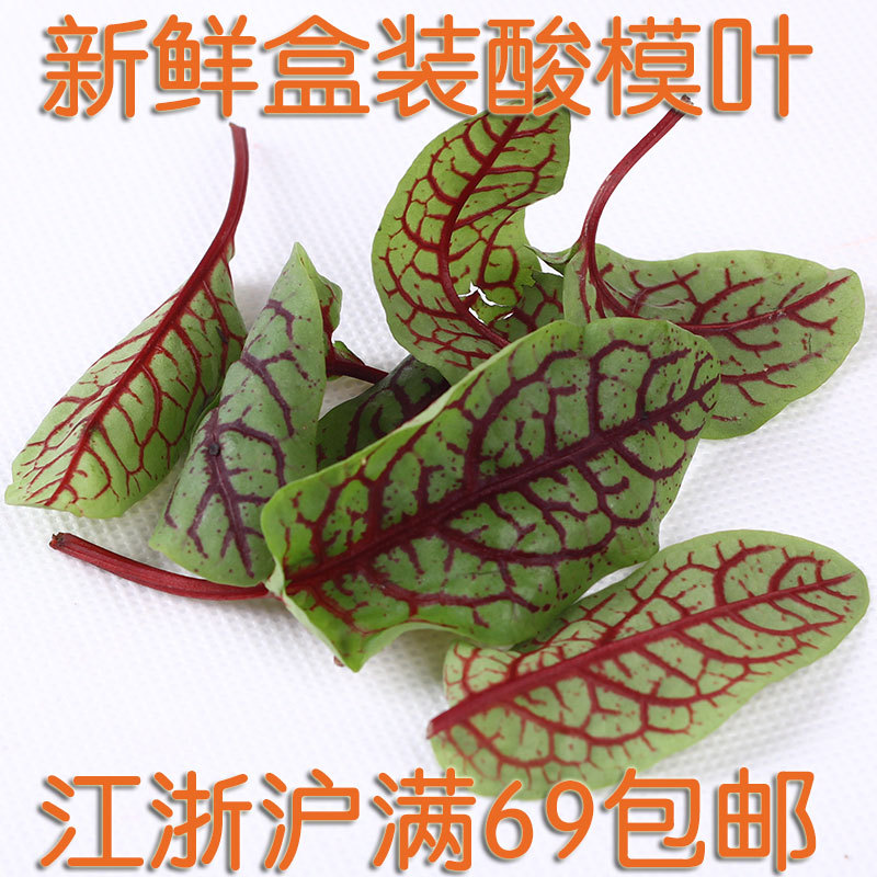 新鲜可食用花苗红脉酸模约40片酒店西餐烘焙装饰点缀芽苗菜嫩草