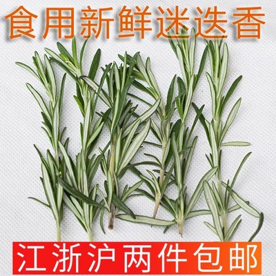 大叶迷迭香煎牛排烤肉香草鲜香料