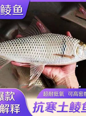 广东优质土鲮鱼麦穗鱼饲料活体鱼苗好养易活快大广温鱼