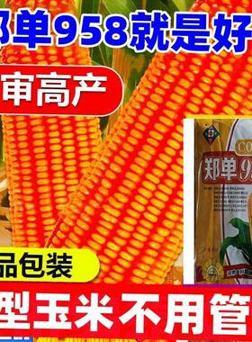 国审郑单958饲料玉米种子高产