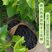 2025新鲜大凉山德昌黑桑葚干原味无添加精选干净无沙泡茶泡酒熬膏