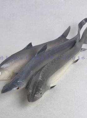 海产模型假鱼中华鲟鲨鱼拍摄道具