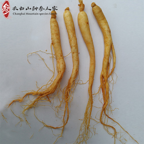 长白山人参小保鲜参 酒瓶参炖鸡汤 买10送1 - 封面