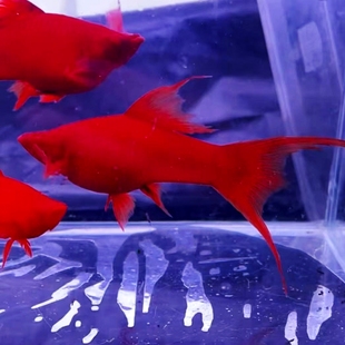 高帆双燕尾红箭鱼苗红剑观赏鱼小型玛丽鱼笨剑高鳍胎生鱼好养活鱼