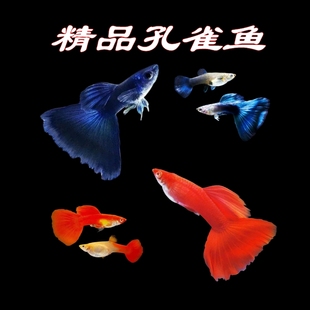 纯种冰蓝孔雀鱼活鱼莫斯科蓝全红褶扇孔雀鱼孕母观赏鱼苗繁殖凤尾