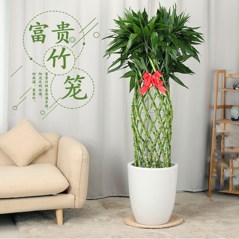 富贵竹笼客厅大盆栽大型绿植