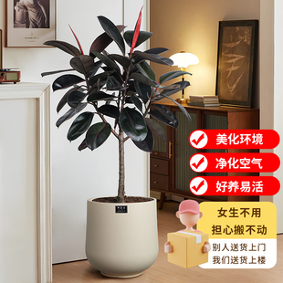 橡皮树盆栽黑金刚客厅大绿植棒棒糖树形真花阳台庭院地栽好养植物