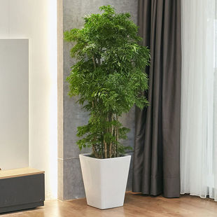 羽叶福禄桐老桩细叶大型室内福禄寿贵金钱兜植物客厅办公室大绿植