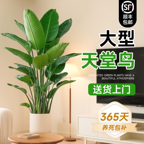 天堂鸟客厅绿植盆栽室内大型植物