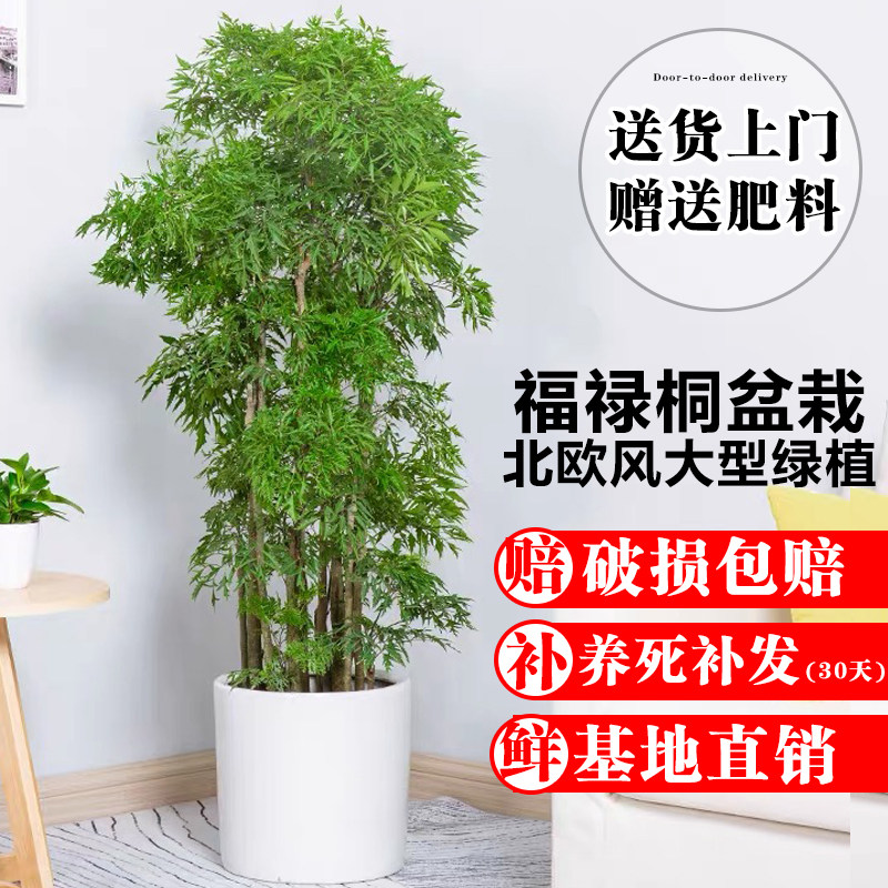 羽叶福禄桐盆栽福禄寿盆景室内