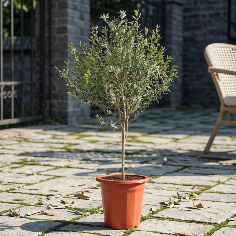 油橄榄树盆栽苗盆景造型树桩庭院阳台观赏植物四季常青耐寒好养