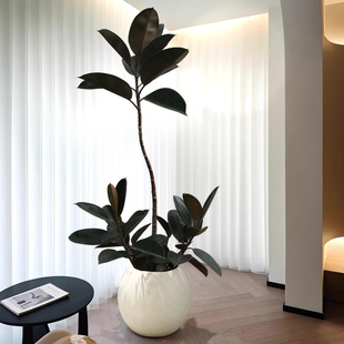 黑金刚橡皮树大盆栽客厅绿植原生真树好养四季落地花卉室内型植物