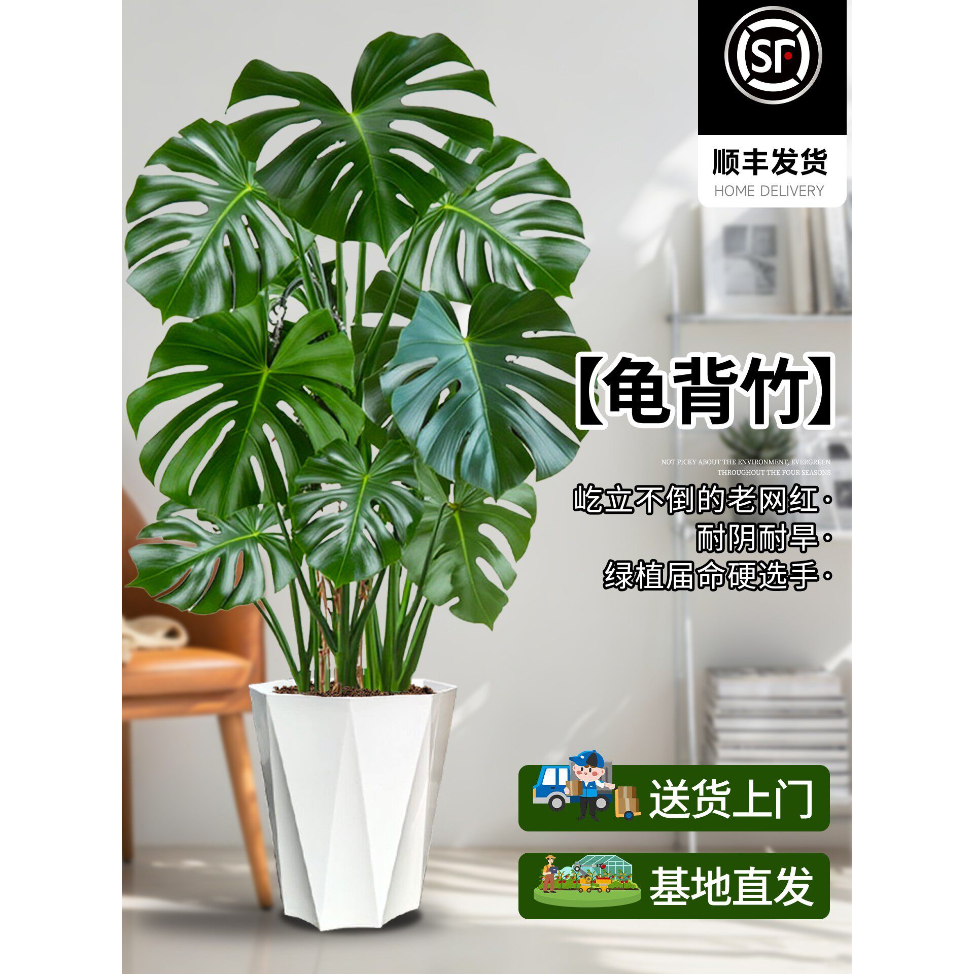 龟背竹客厅大盆栽大叶开背办公室大型绿植物室内好养盆景净化空气