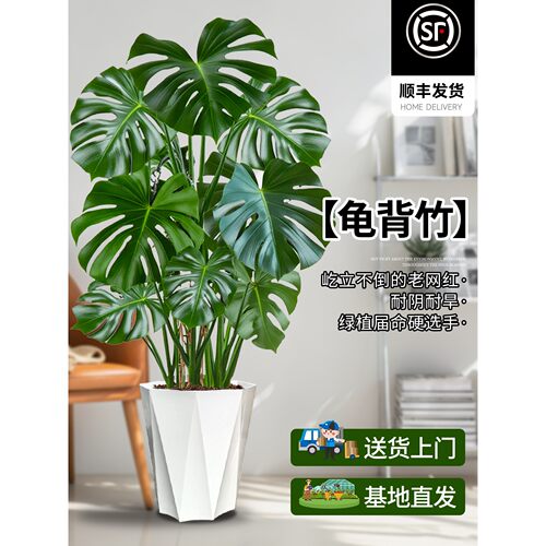 龟背竹客厅大盆栽大叶开背办公室