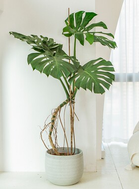 龟背竹客厅大盆栽大叶开背老桩绿植室内高级感大型落地植物好养活