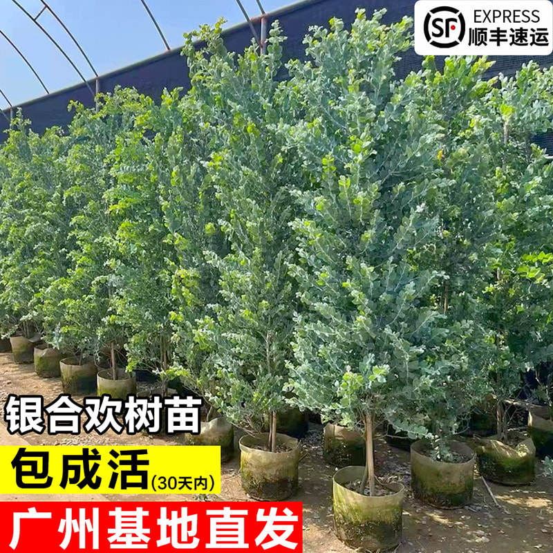 银叶金合欢树苗阳台庭院四季好养