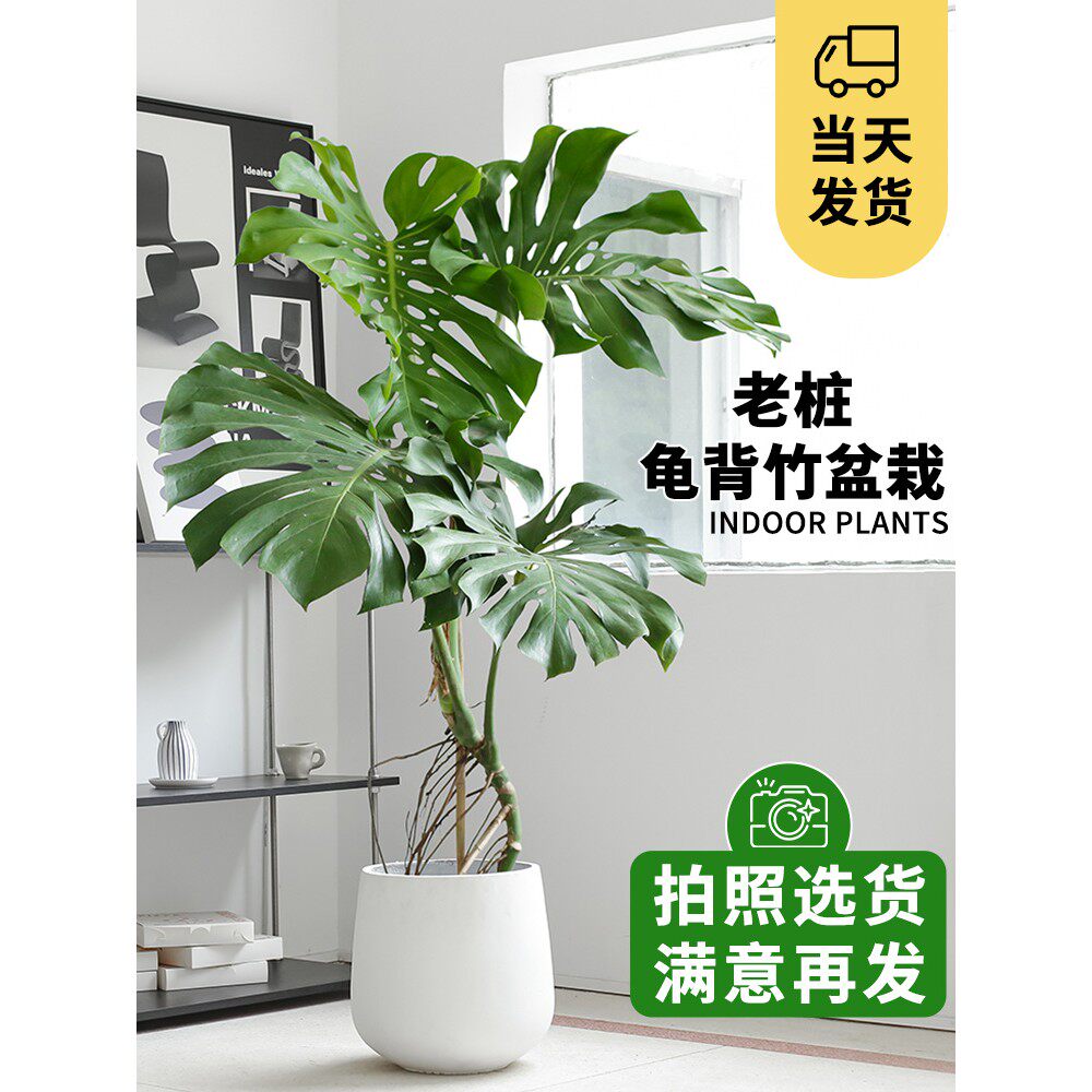 大叶龟背竹绿植客厅老桩盆栽植物