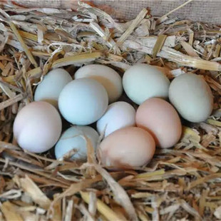 新鲜散养草鸡蛋柴鸡蛋土鸡蛋纯粮食喂养满60个京津冀包邮