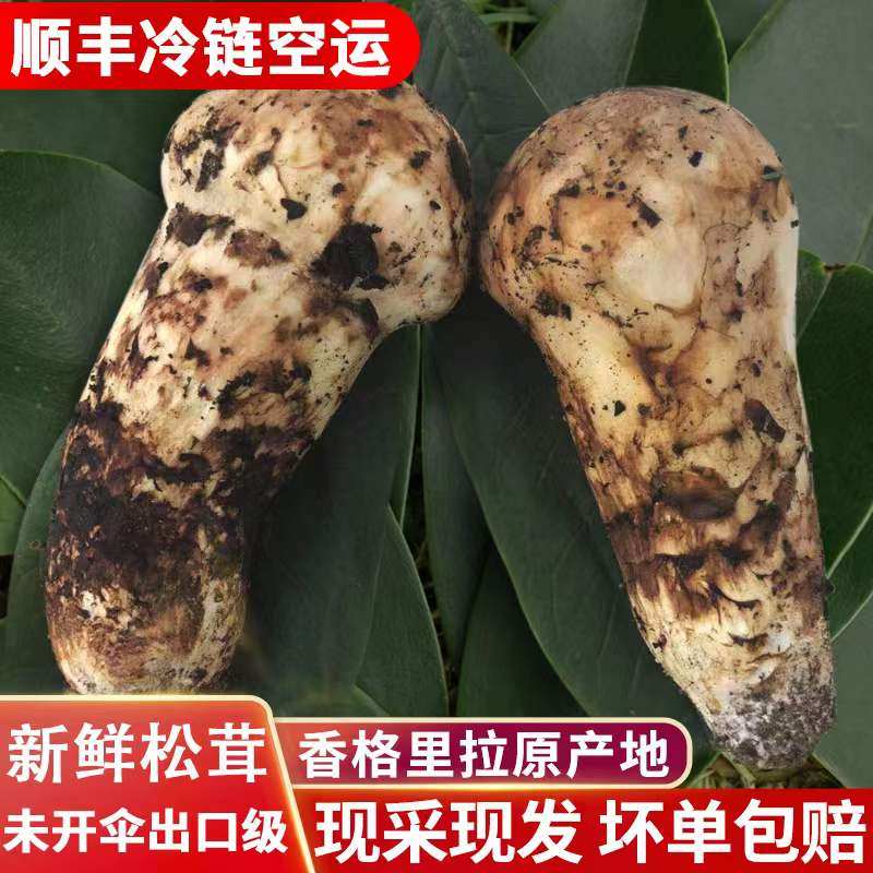 新鲜松茸云南香格里拉特产当天现挖纯野生松茸一级未开伞顺丰空运