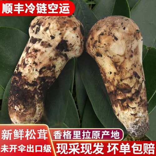 新鲜松茸云南香格里拉特产当天现挖纯野生松茸一级未开伞顺丰空运