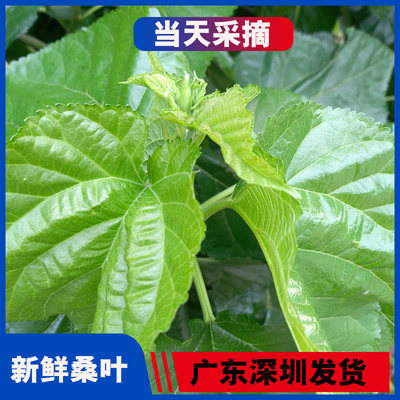 广东新鲜桑叶饲料学生养蚕宝宝套装蚕卵现摘嫩桑叶桑树叶大叶小蚕