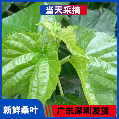 广东新鲜桑叶饲料学生养蚕宝宝套装蚕卵现摘嫩桑叶桑树叶大叶小蚕