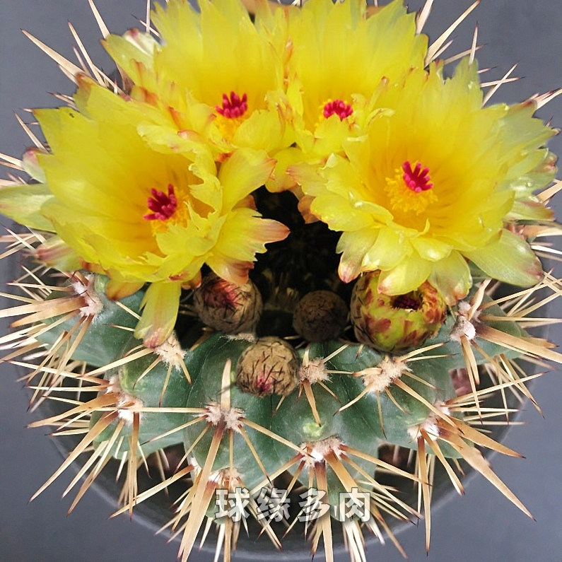 球缘多肉 狮子王 南国玉属 实生仙人球 稀有易开花狂刺大花品种