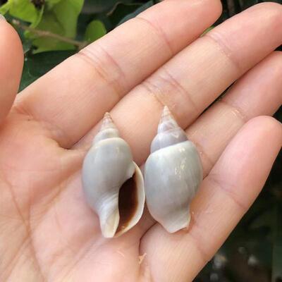 天然贝壳海螺青肚织螺标本螺鼻屎豆丁寄居蟹替换壳鱼缸水族造景