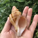 Натуральная раковина белая ароматная улитка рыбака аквариум украшения украшения домашний краб