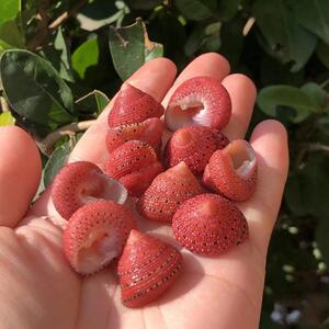 天然海螺草莓钟螺2厘米左右标本贝收藏摆件鱼缸装饰小豆丁替换壳