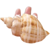 Натуральная раковина белая ароматная улитка рыбака аквариум украшения украшения домашний краб