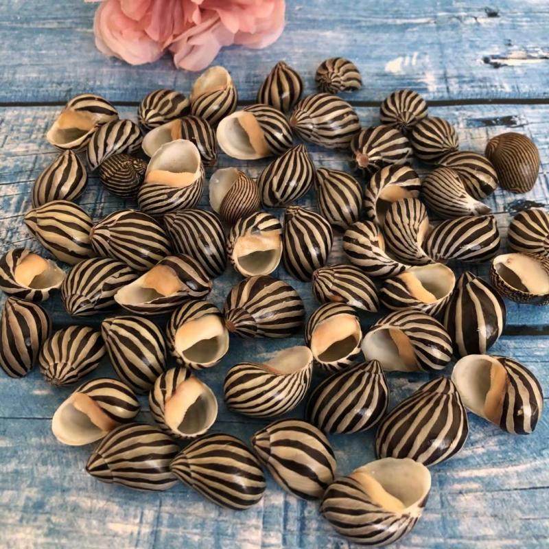 天然海螺贝壳标本螺小斑马螺蜗牛螺鱼缸水族造景橱窗微景观创意