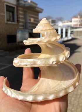 天然海螺贝壳珍珠荧光珊瑚拍摄