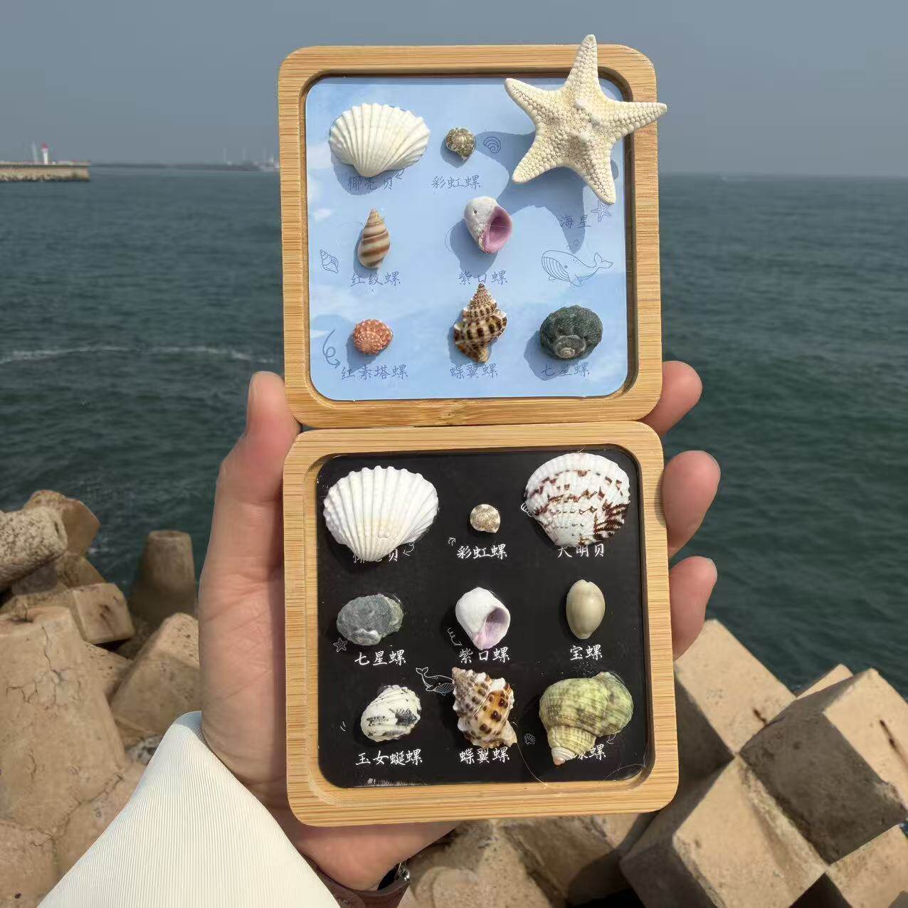 天然贝壳海螺旋转海星冰箱贴图片