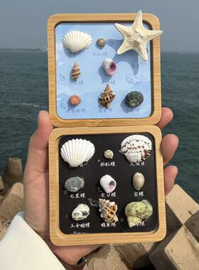 天然贝壳海螺旋转海星冰箱贴