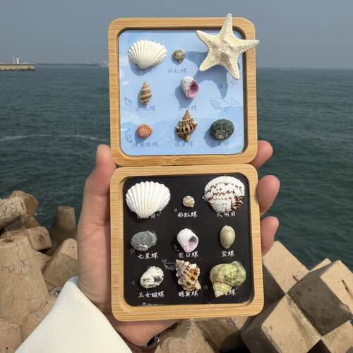 天然贝壳海螺旋转海星冰箱贴