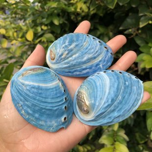 天然蓝色鲍鱼壳新西兰鲍鱼壳鱼缸水族造景装饰家居摆件拍摄道具