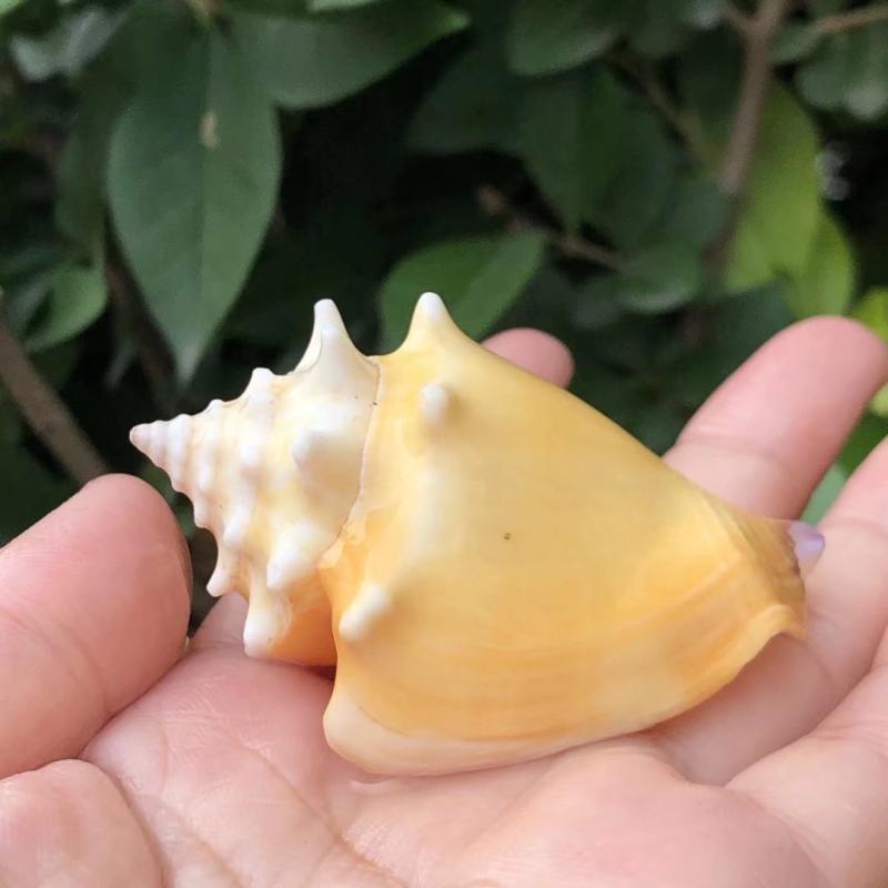 超大金拳水族拍摄道具天然贝壳
