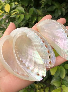 鲍鱼壳天然贝壳海螺白色大驴耳贝鱼缸水族造景家居装饰品摆件礼物