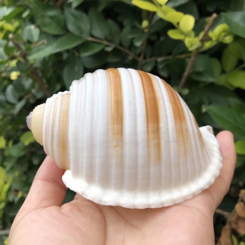 天然贝壳海螺水族箱鱼缸摆件