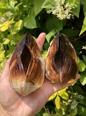 鞋魁贝壳天然黑色海螺