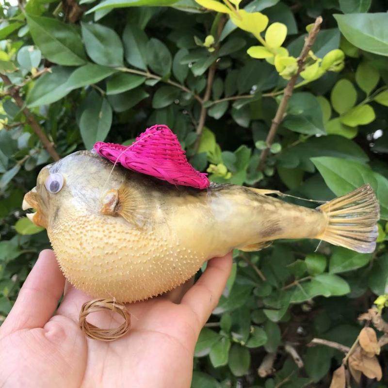 天然海螺贝壳河豚鱼气鼓鱼标本装饰挂件儿童科教礼物摆件海洋生物