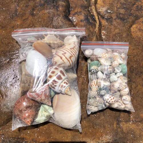 豆丁寄居蟹替换壳天然海螺鱼缸