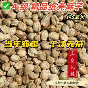 纸壳中粒麻子2025年新粮鹦鹉辣嘴仓鼠颗粒饱满包邮特价真空包装