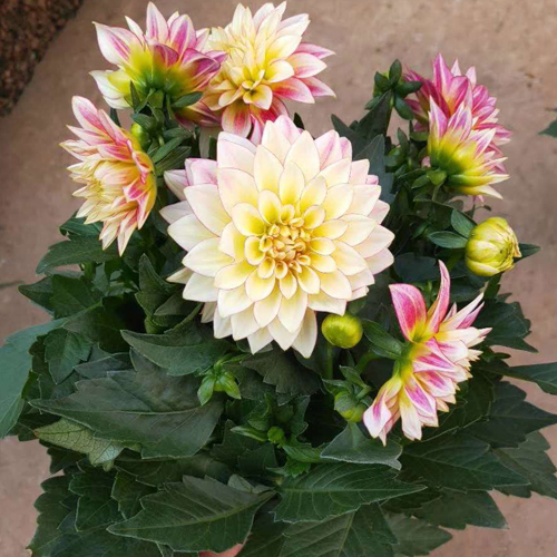 书房夏季多色昆明基地直发大丽花