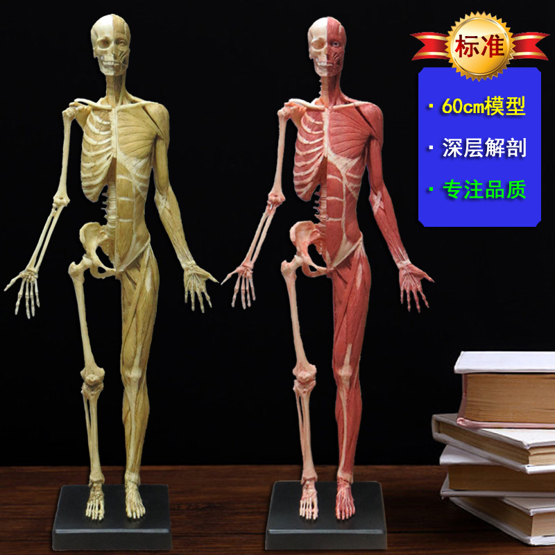 60cm艺用人体肌肉骨骼解剖结构仿真模型美术石膏头像玩具医用绘画